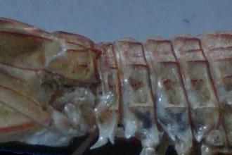 Visaya lira T.F.C. TS5-8 left carapace demaged.jpg